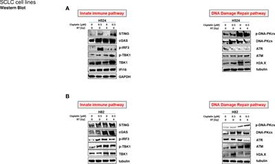 Consolidative thoracic radiation therapy for extensive-stage small cell lung cancer in the era of first-line chemoimmunotherapy: preclinical data and a retrospective study in Southern Italy